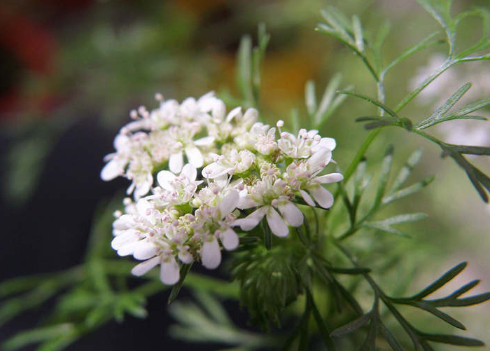 你們有見過香菜開花嗎 香菜開花，清香淡雅